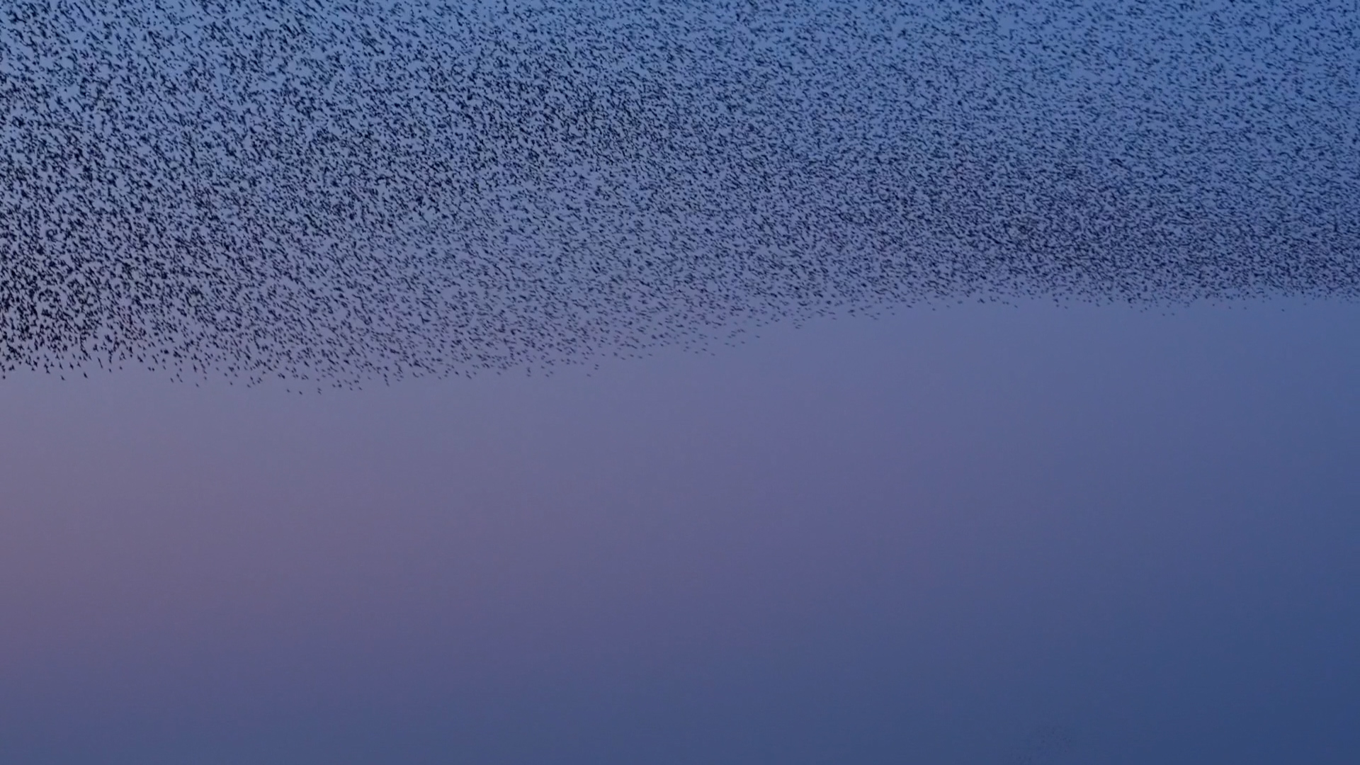 Starling murmurations, showing agile behaviour and good collective communication.